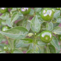 Piment - Capsicum baccatum L. - variete Dulce nombres (fort) (3)